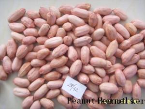 China Peanuts Products-Groundnut Kernels Long Type 24/28, 28/32, 34/38..... on sale