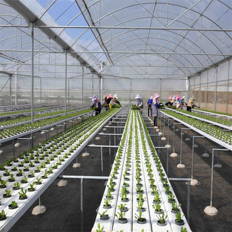 90m Length High Wall Plastic Film Autpmatic System Multi Span Greenhouse