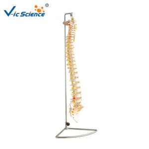 Quality Vertebral Column 80x32x39cm Anatomical Skeleton Model wholesale