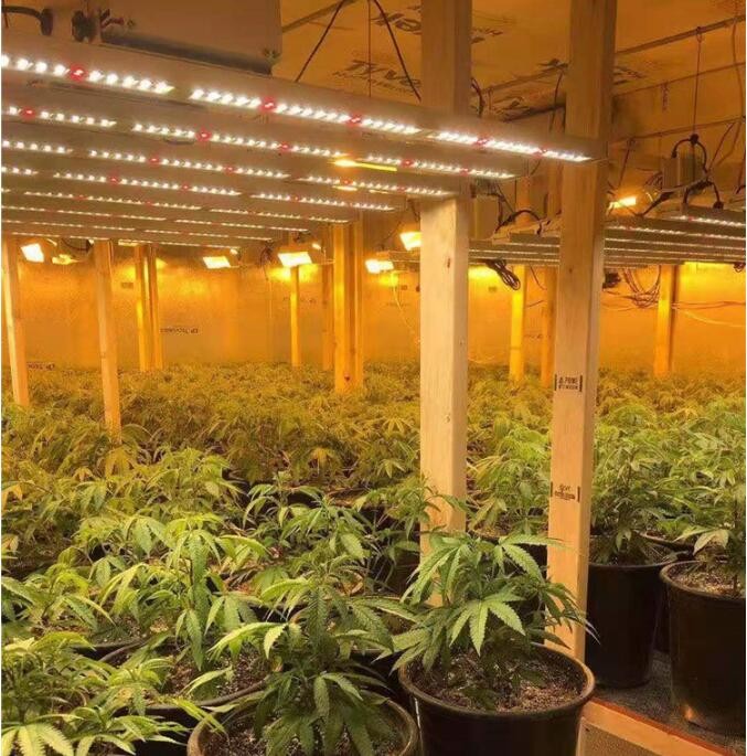 Full Spectrum Indoor LED Grow Lights Grow Lights For Plants 600w
