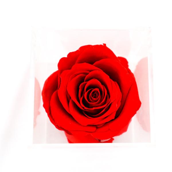 Red Real Forever Rose , Real Flowers That Last Forever For Wedding Decoration