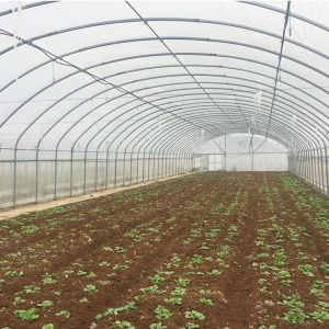 LiTai Greenhouse High Tunnel Greenhouse for Agricultural Plants Growing