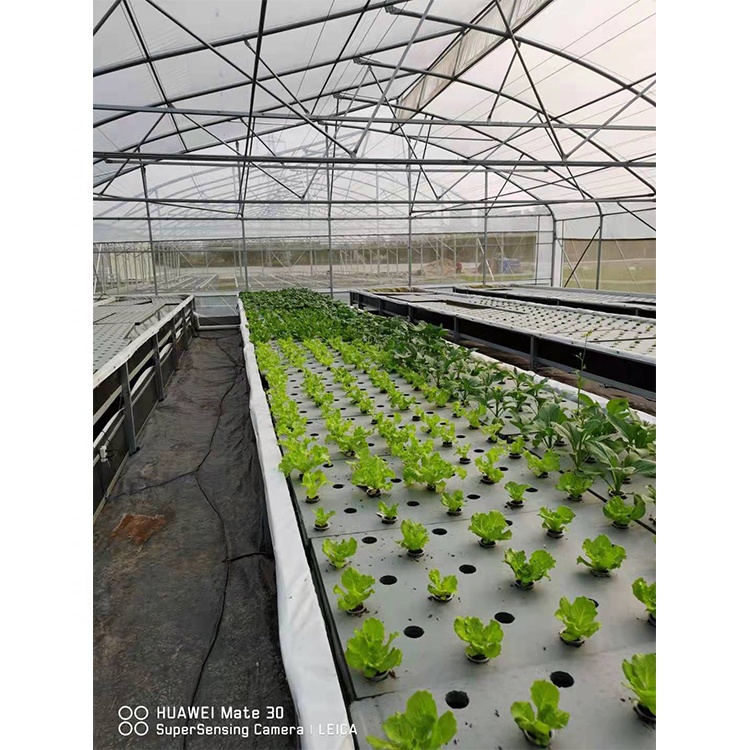 Greenhouse interior showing plant cultivation space
