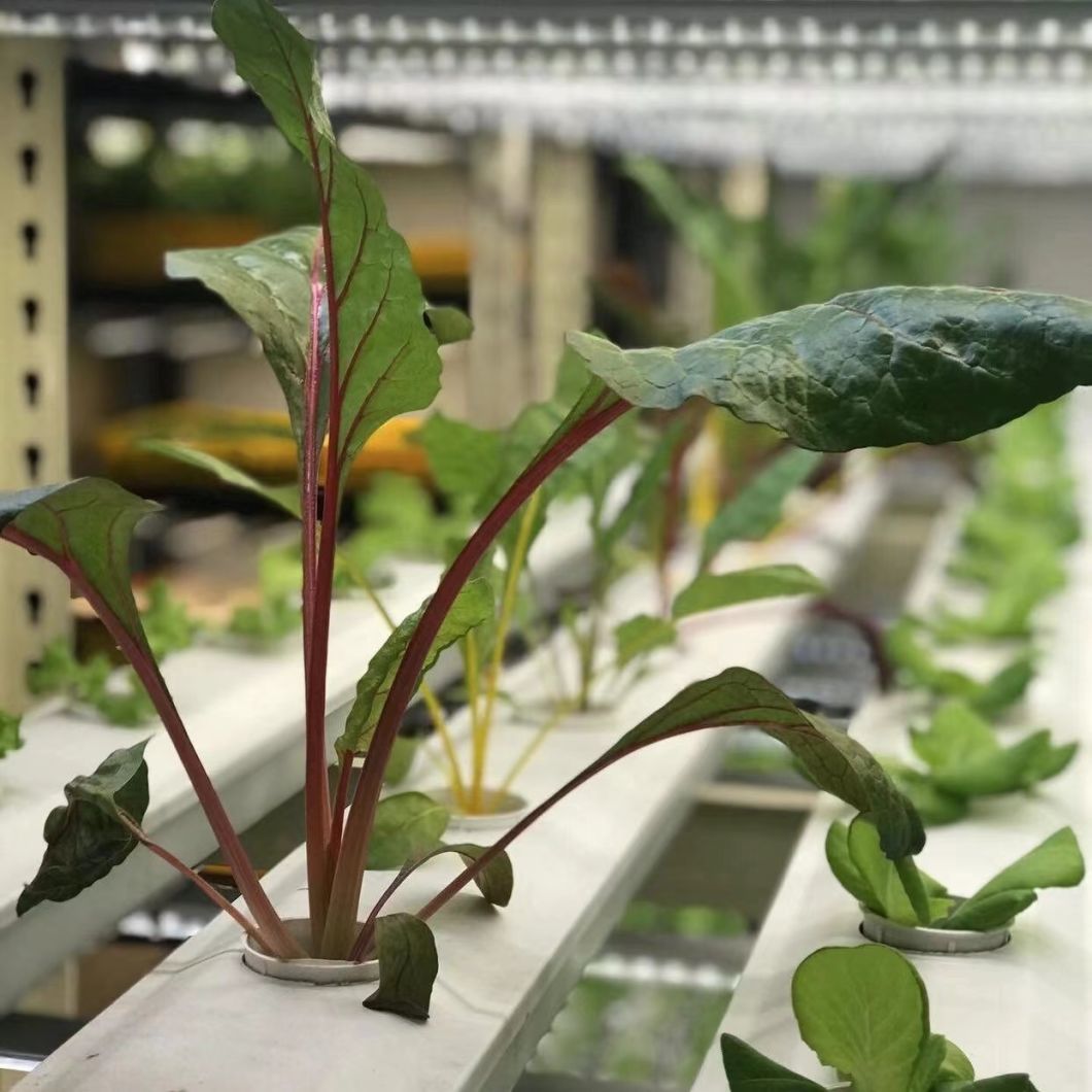 Leafy Greens Container Greenhouse for Vegetables