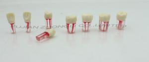 Quality Cheap Endodontic  Teeth  Root Canal Treatment S12 wholesale