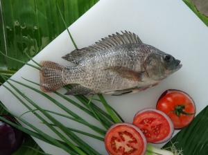 China Frozen IQF raw tilapia fish whole GS on sale