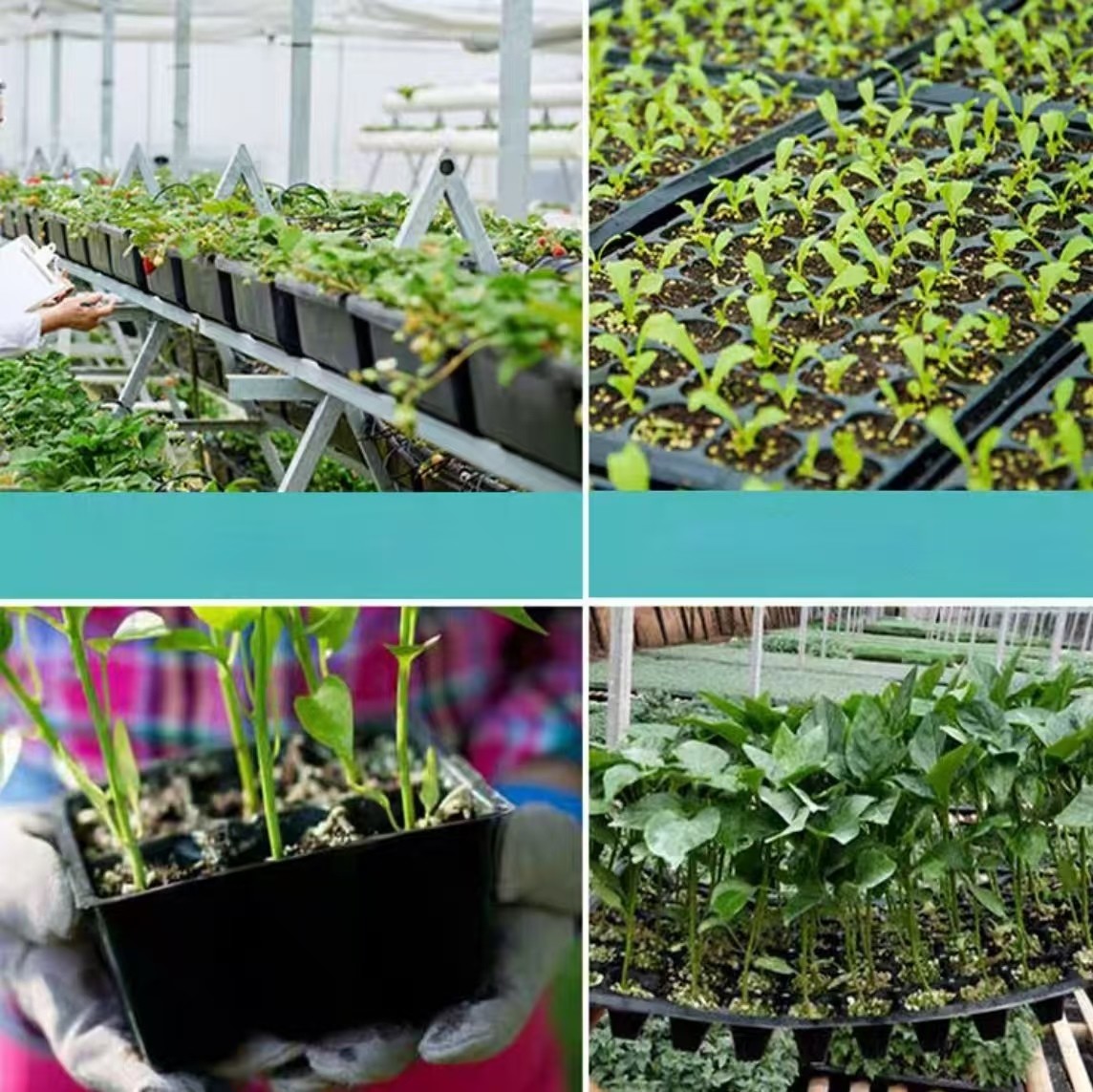 Custom ABS Large Sized Seedling Trays For Temperature Controlled Greenhouses