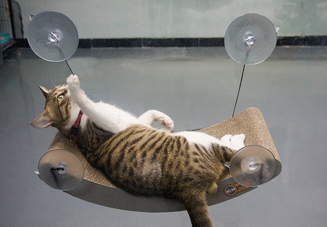 amazon cat window perch