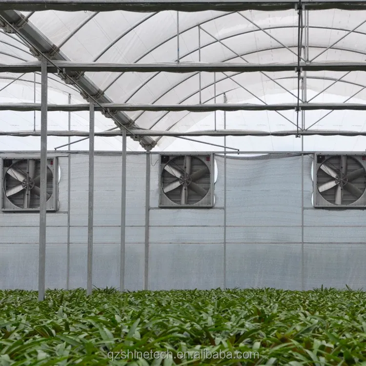Hot Dip Galvanized Steel Tube Frame Multi Span Agricultural Greenhouse