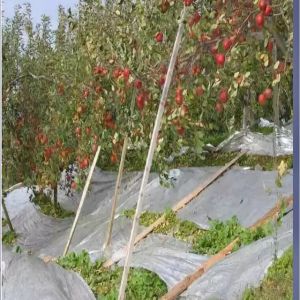 10um Lightweight Shrink Agricultural Moisture Proof Metalized CPP Film