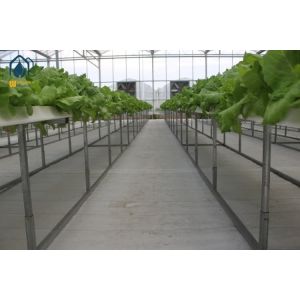 Agricultural Vertical NFT Hydroponic Lettuce Growing Systems Equipment In