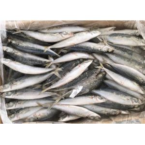 Quality 90g BQF Seafrozen Decapterus Muroaji Frozen Fishing Bait wholesale