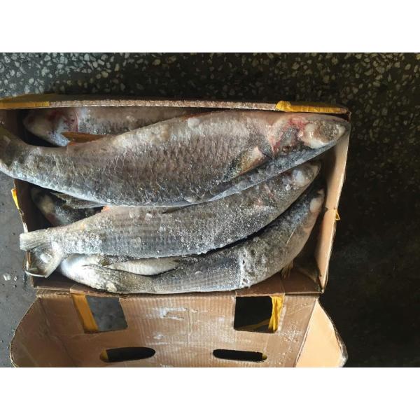 900g Mugil Cephalus Cephalus Whole Round Frozen Grey Mullet