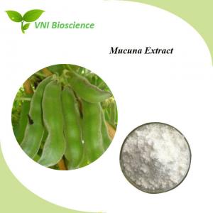 Quality Natural Velvet Bean Seed Extract / L Dopa Mucuna Pruriens Extract wholesale
