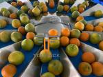 Oranges Food Grade 5.0L 14 Head Multihead Weigher