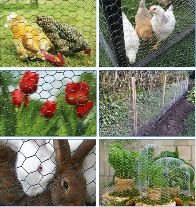 3/4 Inch 19mm Chicken Mesh Fence Electro Galvanized Hexagonal Wire Net