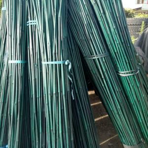 China Plastic Coated Natural Raw Bamboo Poles For Tomatoes Trees Plant Stakes Supports on sale