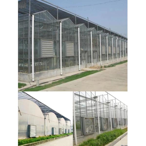 Bid Blades Cooling Poultry Farm Wall Exhaust Fan Greenhouse Ventilation Fan Heavy Duty Drop Hammer Fan