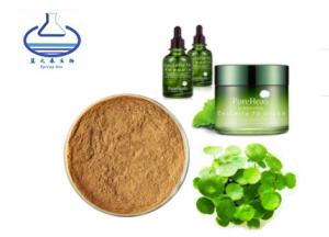 China Spring bio Gotu Kola Extract Powder , 40% 80% 90% gotu kola leaf extract on sale
