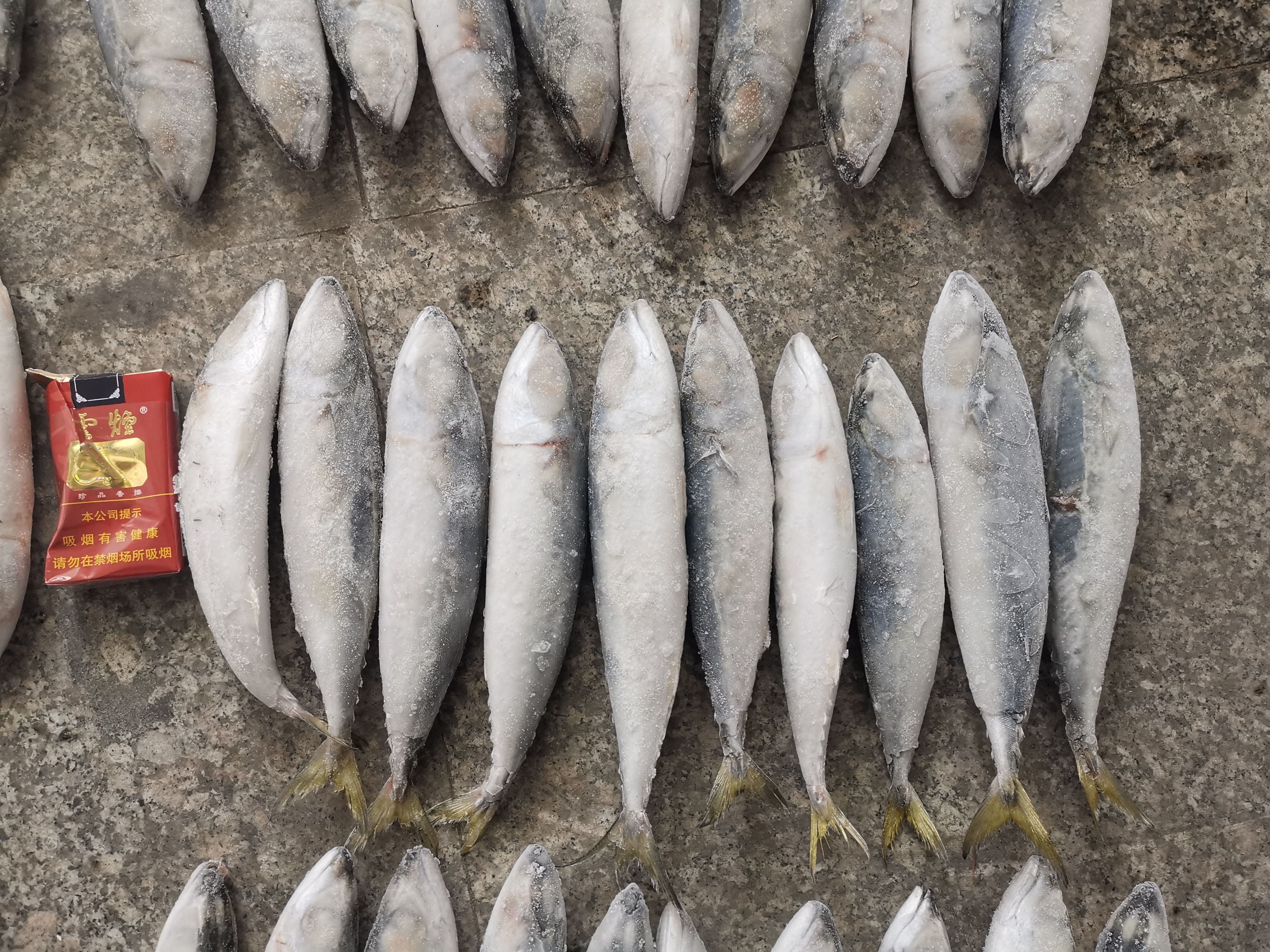 BRC Certified IQF BQF Fresh Pacific Mackerel Fish
