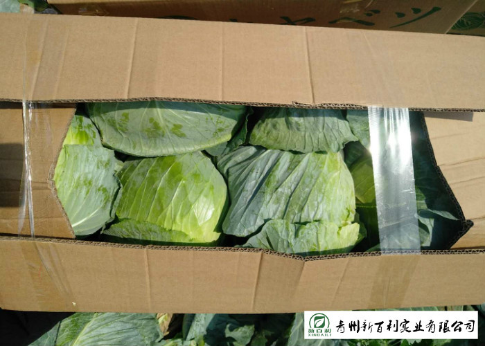 Good Taste Chinese Green Cabbage Cruciferous Vegetabless Apply To Supermarket