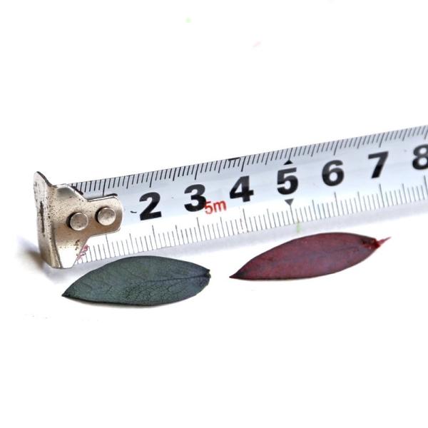 Wholesale preserved foliages preserved eucalyptus dry leaves gift rose