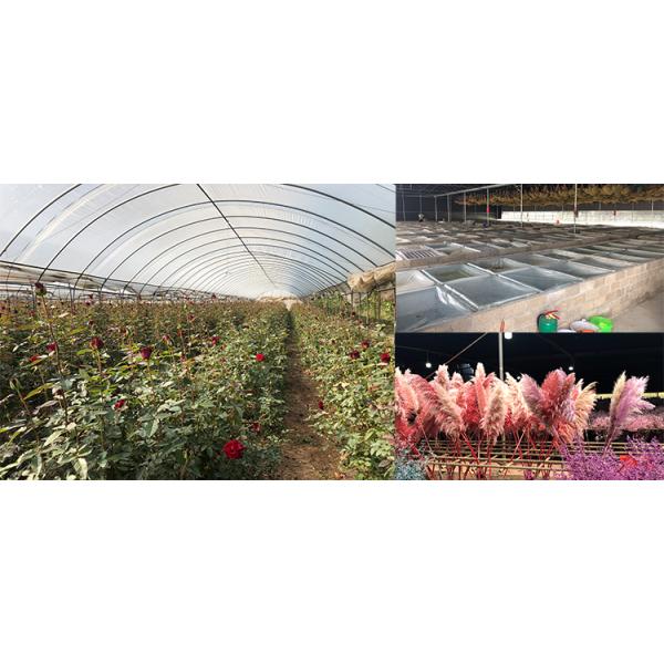 Beautiful Colorful Preserved Rose Flower For Home Indoor Decoration