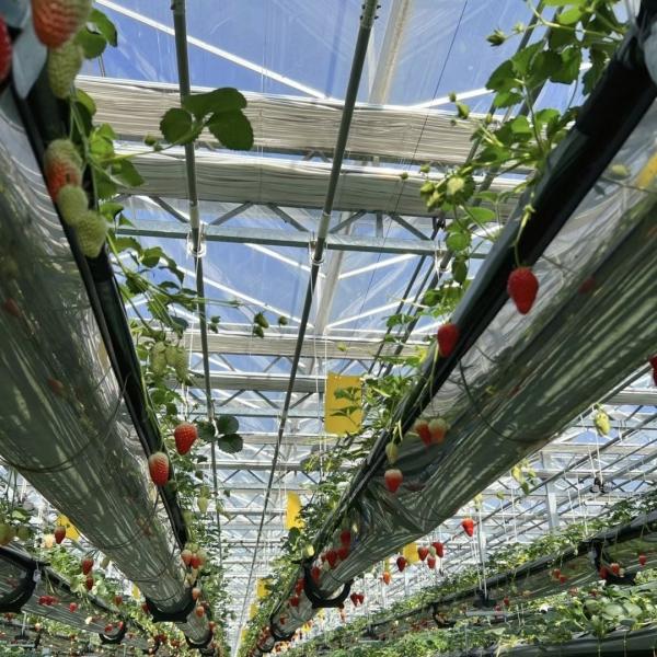 High Light Transmission Hydroponic Glass Greenhouse Perfect for Commercial