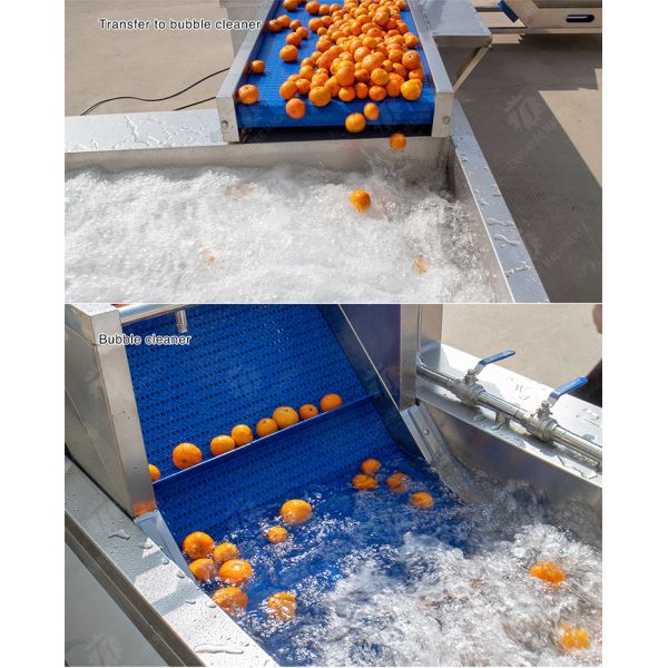 vegetable drying equipment Fruit and vegetable selection washing and drying production line Fruit Vegetable FOOD processing production Machine fruit