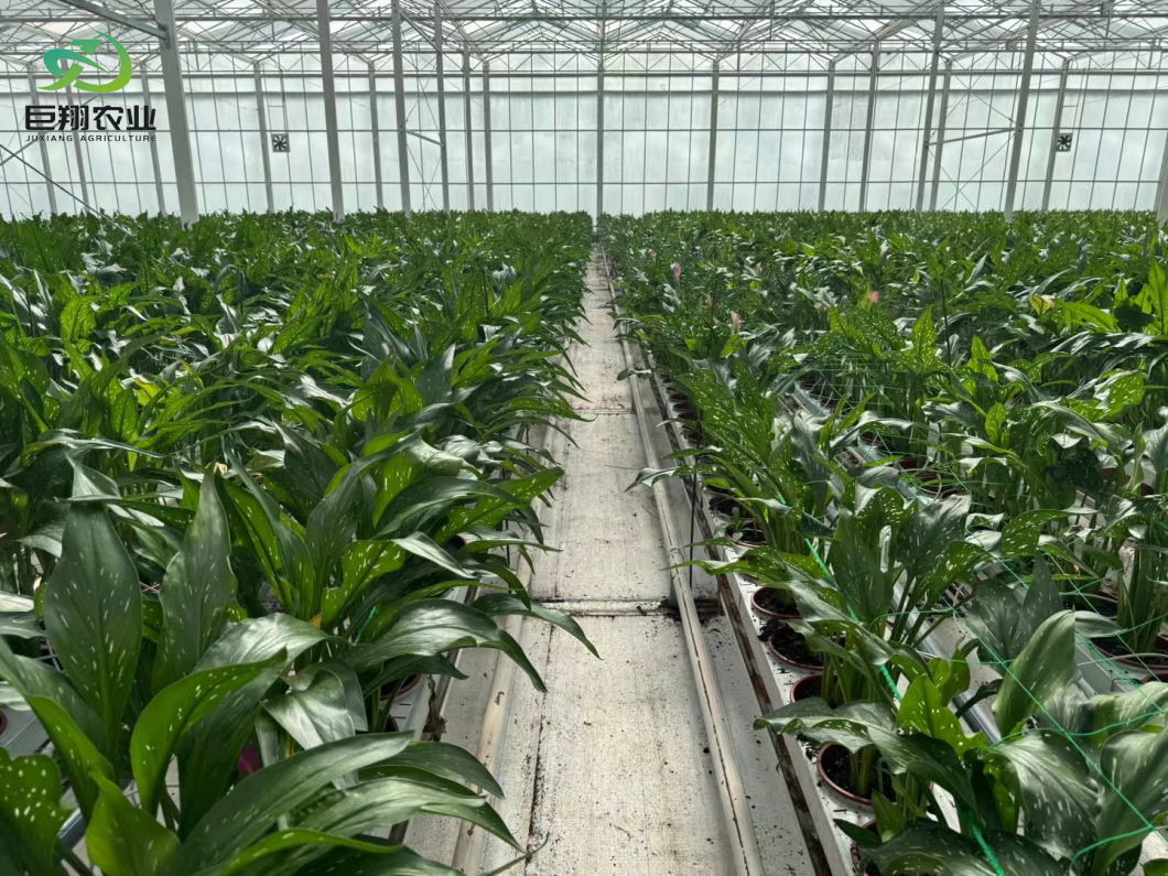 Reasonably Priced Glass Greenhouse with Hydroponics