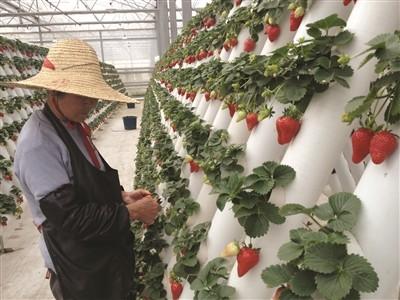 Expertise Hydroponics Aeroponics & Aquaponics System Consultancy Mentoring