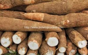China Automatic Cassava Flour Production Line for Sale on sale