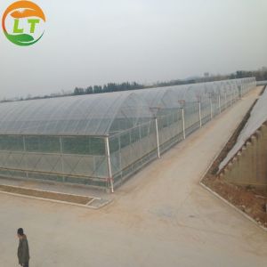 Multi Span Agriculture Greenhouse Height 3m Customized Length 50m