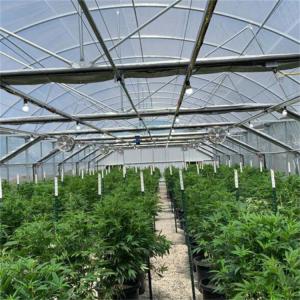 China 100% Shading Black Out Greenhouse Fully Automated Hydroponic Polytunnel Light Deprivation Greenhouse With Ridge Vents on sale