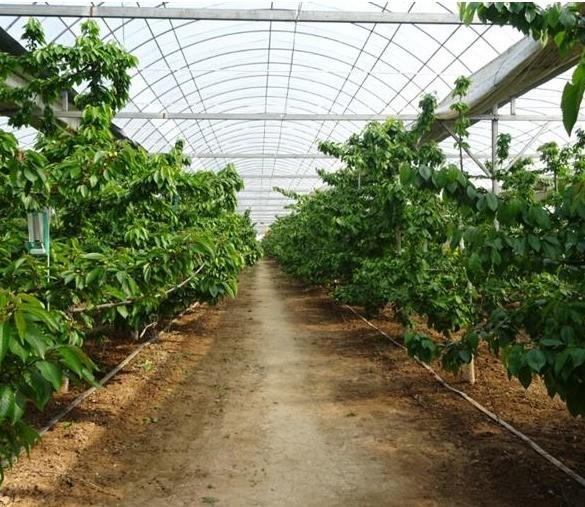 Revolutionary Hydroponic Vertical Farming Technology for Shipping Container