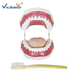 Quality Unbreakable Dental Study Models wholesale