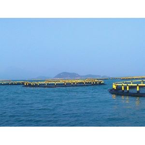 Quality PE Bracket HDPE Circular Fish Farming Cage Wind Resistant wholesale