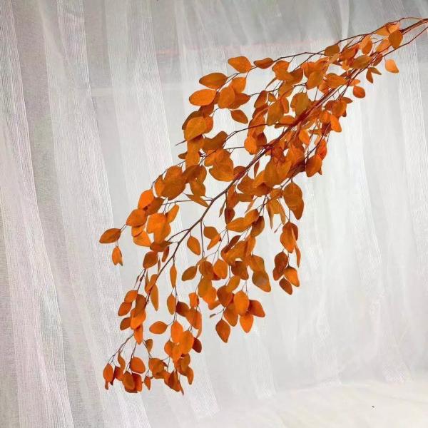 Wholesale preserved foliages preserved eucalyptus dry leaves gift rose