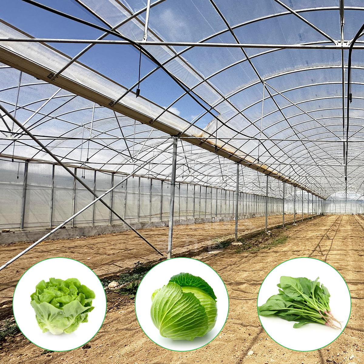 Multispan Metal Frame Venlo Glass Greenhouse With High Durability