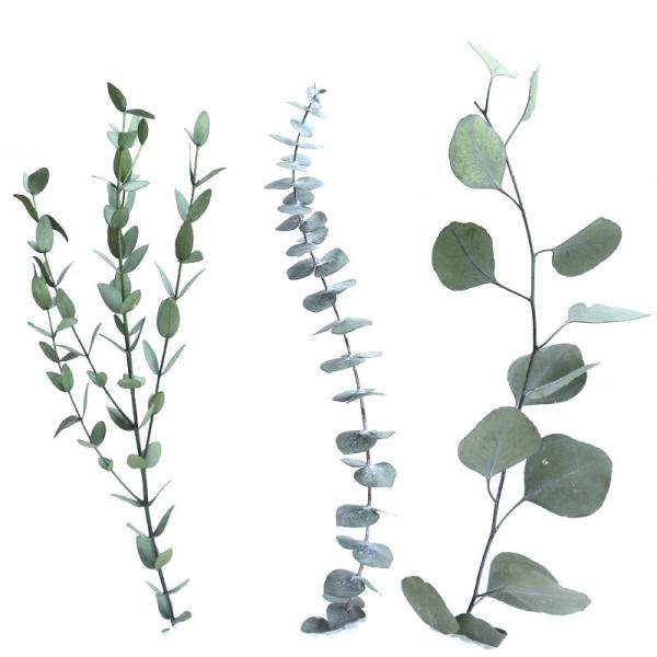 Wholesale preserved foliages preserved eucalyptus dry leaves gift rose