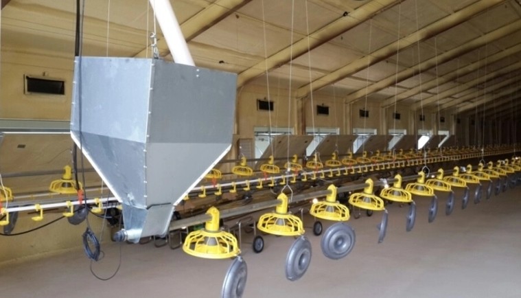 Broiler House Feeding Line System Auto Poultry Feeder Drinker