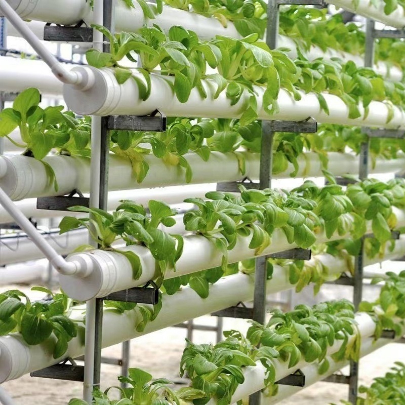 Film Solar Greenhouses Steel Structure Single Span Tunnel Greenhouse