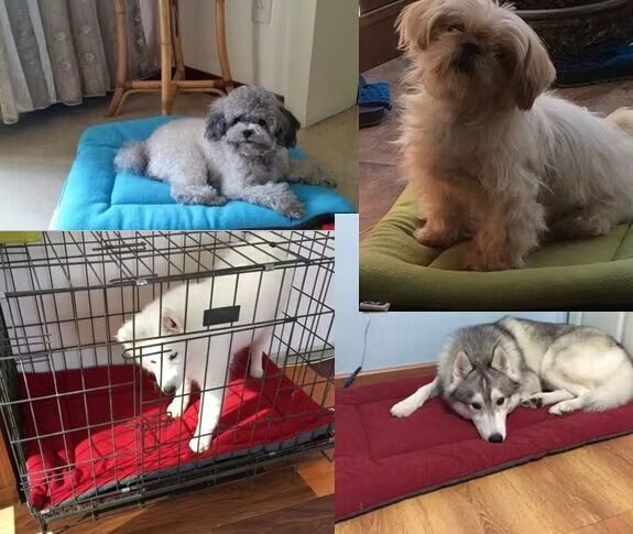 Colorful Cute Pet Beds Customized Dog Bed Crate Pads Washable With Anti Slip Bottom