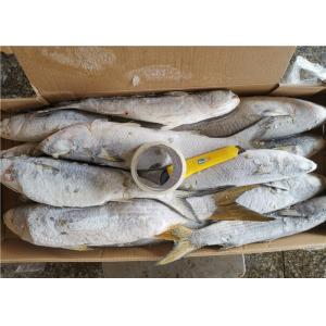 Gutted Block Quick Frozen 500g 1000g Fresh Grey Mullet