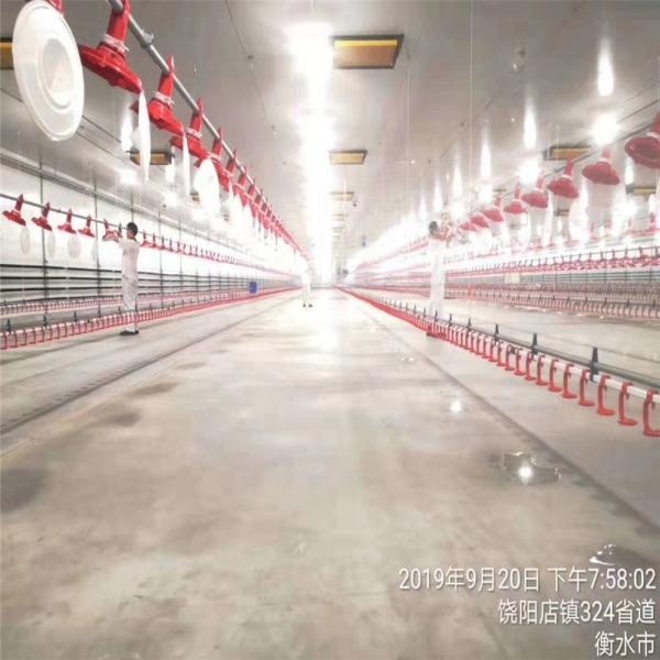 Automatic Duck Steel 12mm Poultry Farm House