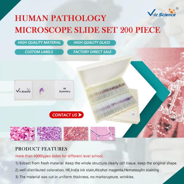 Medicine Educational Pathology Microscope Slides / Human Pathology Glass Slides