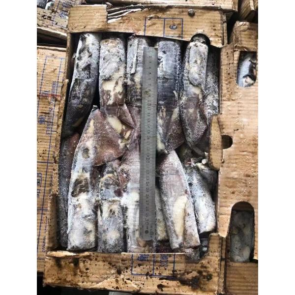 Good Color Whole Round BQF Frozen Indian Squid 100 - 300g