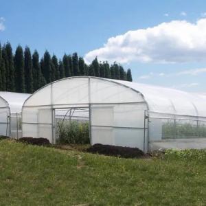 China Tropical Single Span Metal Frame Greenhouse Plastic Shed High Tunnel Transparent on sale