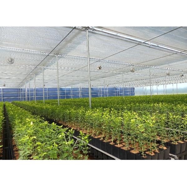 Structure Galvanized Steel Low Cost Green House Multi Span Agricultural Greenhouses For Vegetable Tomato Growing