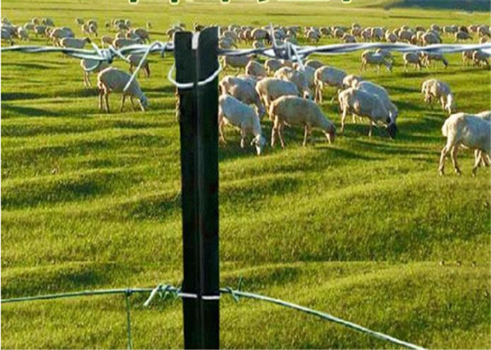 Hot Dipped Galvanized Metal Star Picket 8ft For Cattle Fence